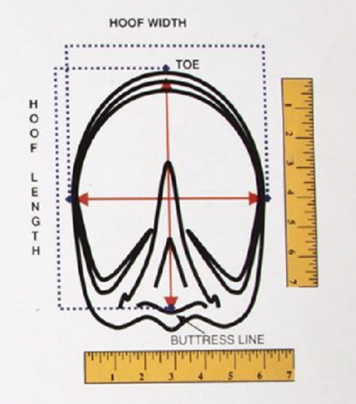 Equine Deluxe Slipper (Small) Size Chart